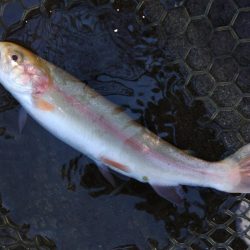 アルビノを狙い撃ち ～平谷湖フィッシングスポット～